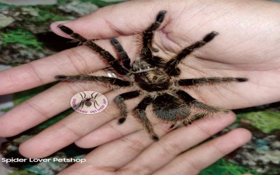 Albopilosum Nicaragua Male JUVI TARANTULA
